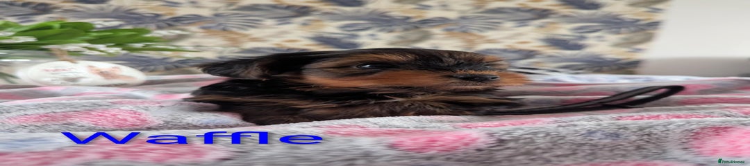 Yorkshire Terrier Puppy 8