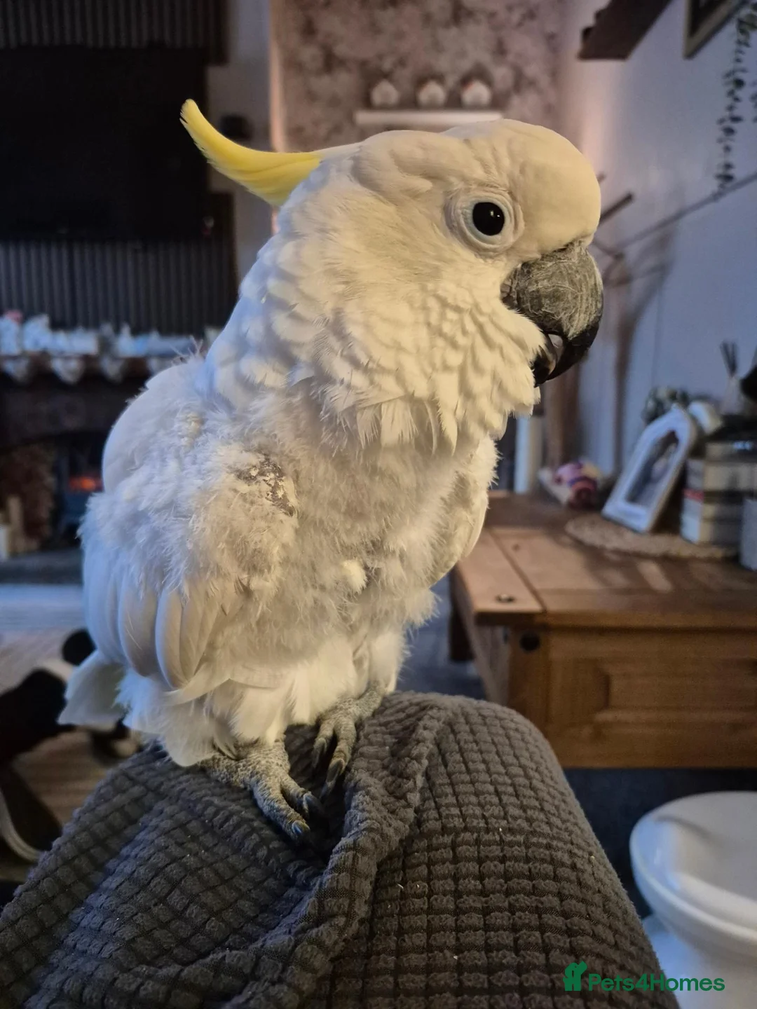 Cockatoo birds for sale: Sulphur crested cockatoo  - Advert 2