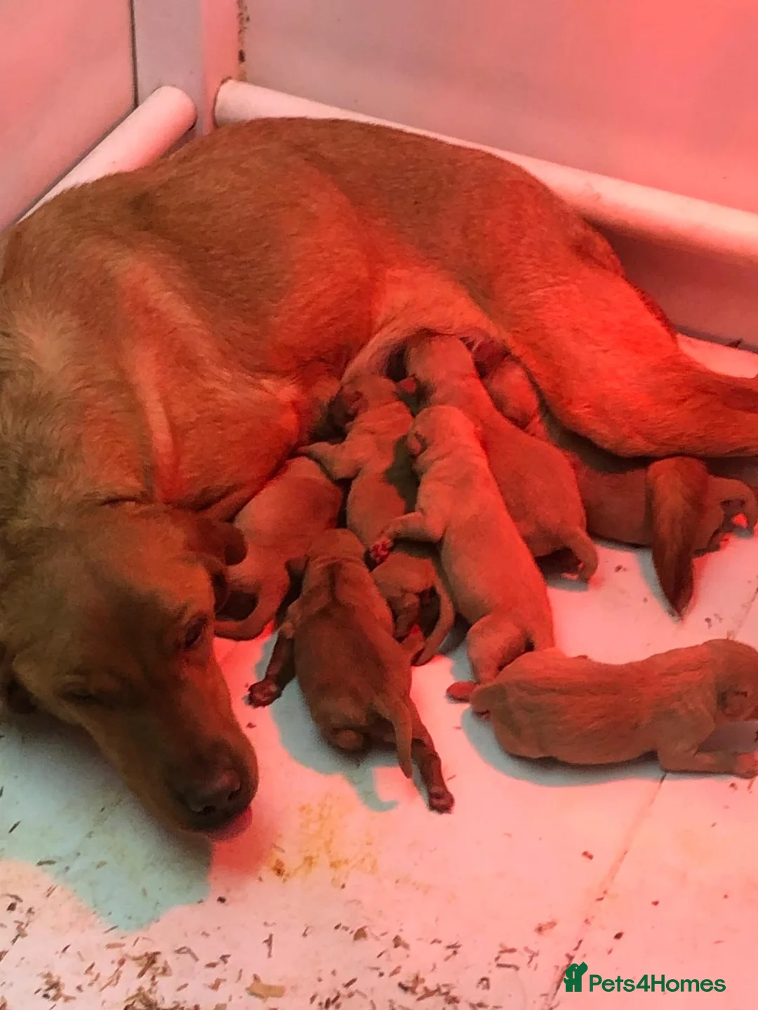 Labrador Retriever dogs for sale: Yellow-and-red RKC Registered Labrador puppie - Advert 2