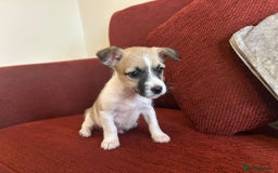 Jack Russell dogs for sale: Beautiful Jack Russel Puppies  - Image 3