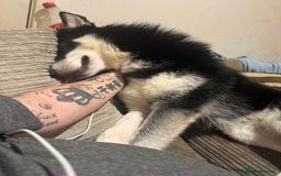 Mixed Breed dogs for sale: Meet Sparks - Image 19