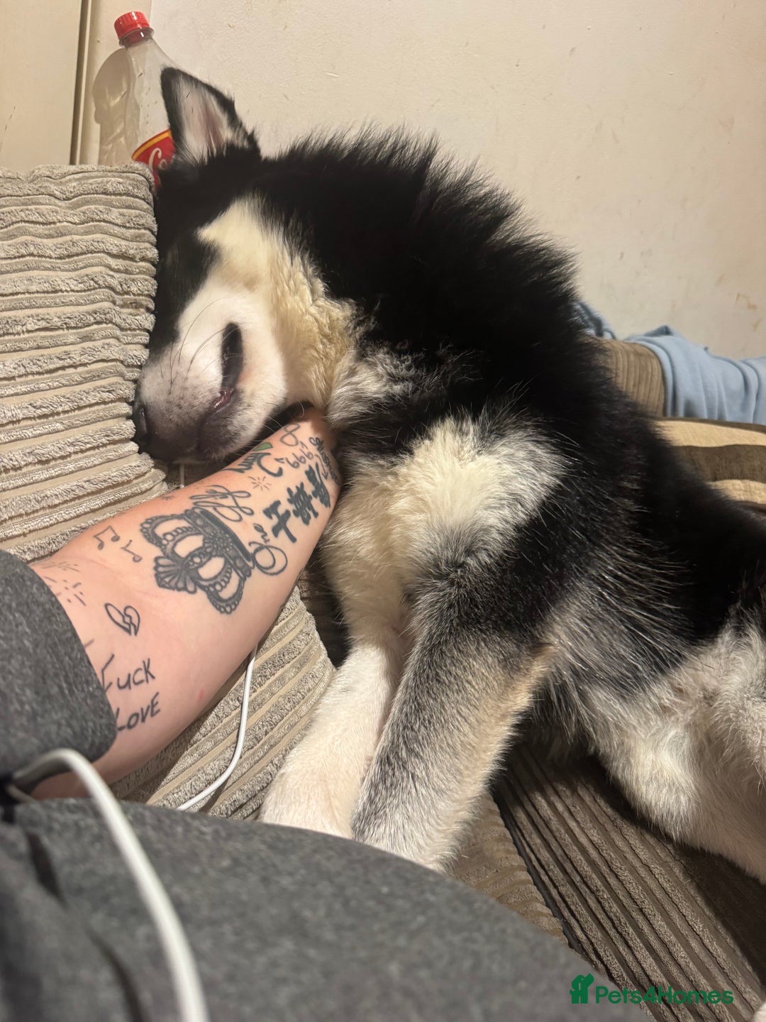 Mixed Breed dogs for sale: Meet Sparks - Image 19