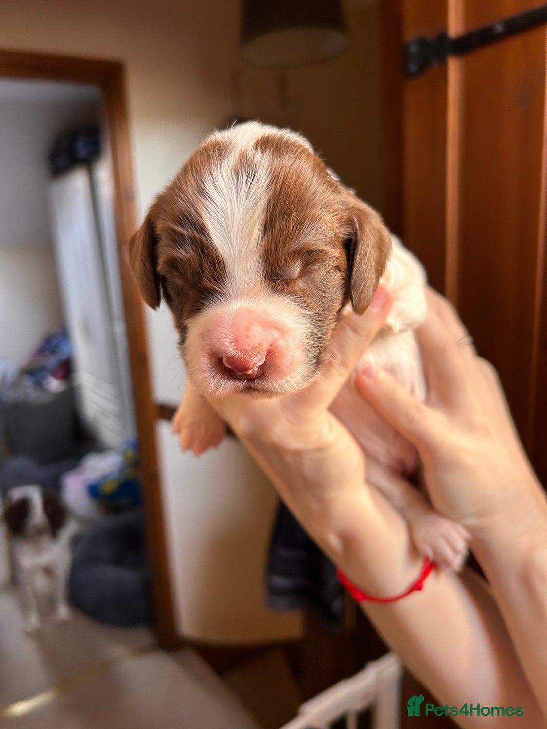 English Springer Spaniel dogs for sale: English springer spaniel puppies  - Advert 6