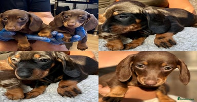 Miniature Dachshund dogs - Advert 7