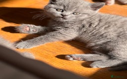 British Shorthair cats for sale: 🌟 Adorable British Shorthair Kittens – Ready! 🌟 - Image 3