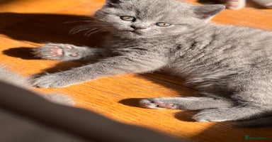British Shorthair cats - Advert 1