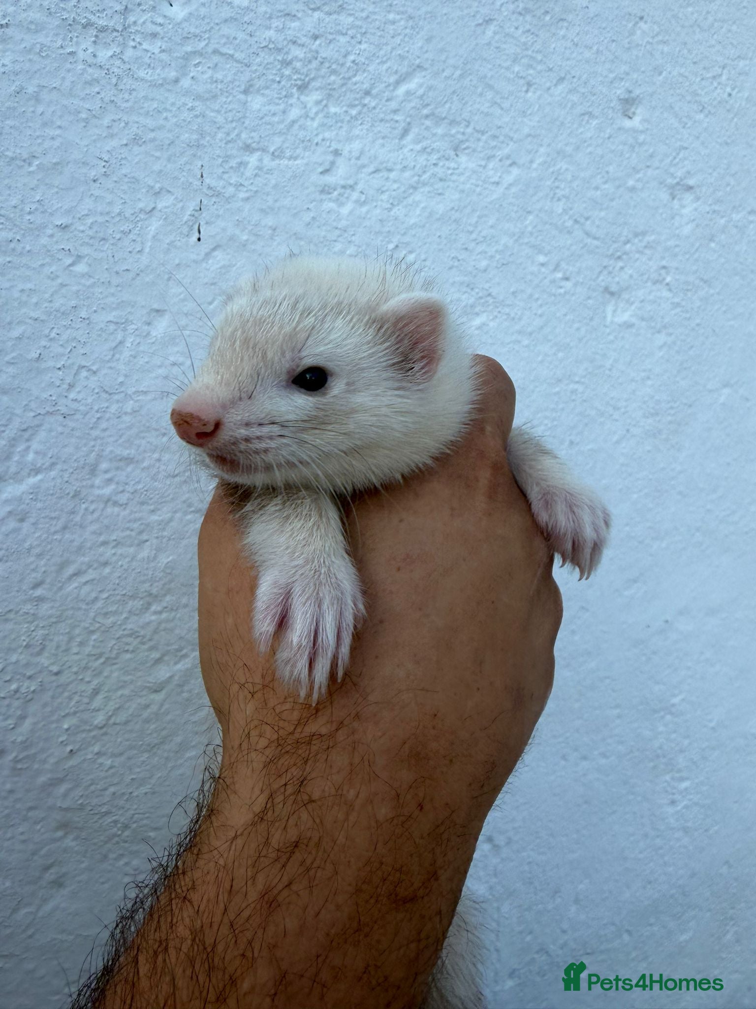 Ferret rodents Silver Jill Ferret For Sale - Advert 2