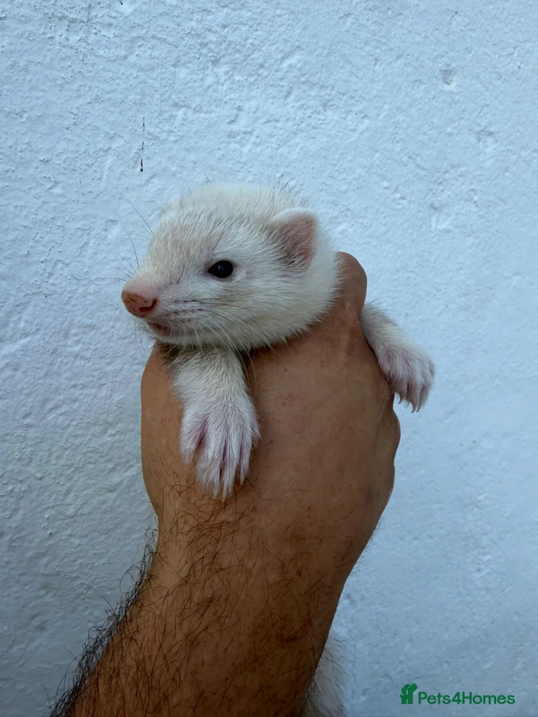 Ferret rodents for sale: Silver Jill Ferret For Sale in Sittingbourne - Advert 1