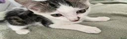 Mixed Breed cats for sale: Kittens for sale  - Advert 5