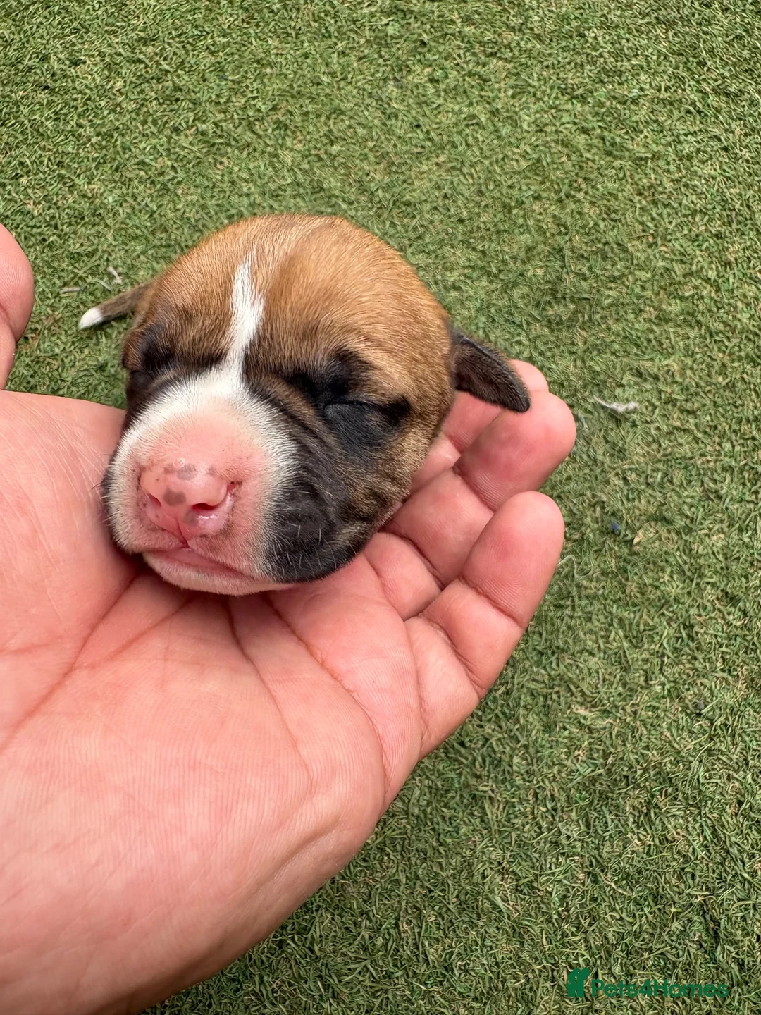 Staffordshire Bull Terrier dogs for sale: Staffy in Rotherham - Advert 2