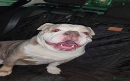 Olde English Bulldogge dogs for sale: Tyson rehoming  - Image 4