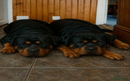 Rottweiler dogs for sale: Rottweiler Puppies for Sale – Loving Homes ! - Image 7