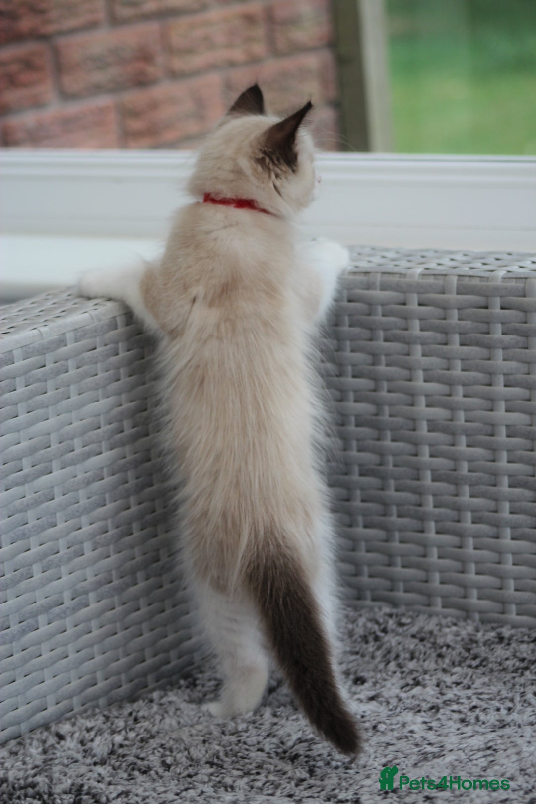 Ragdoll cats for sale: 🐈✨ Tica Registered Ragdoll Kittens in Tamworth - Image 11