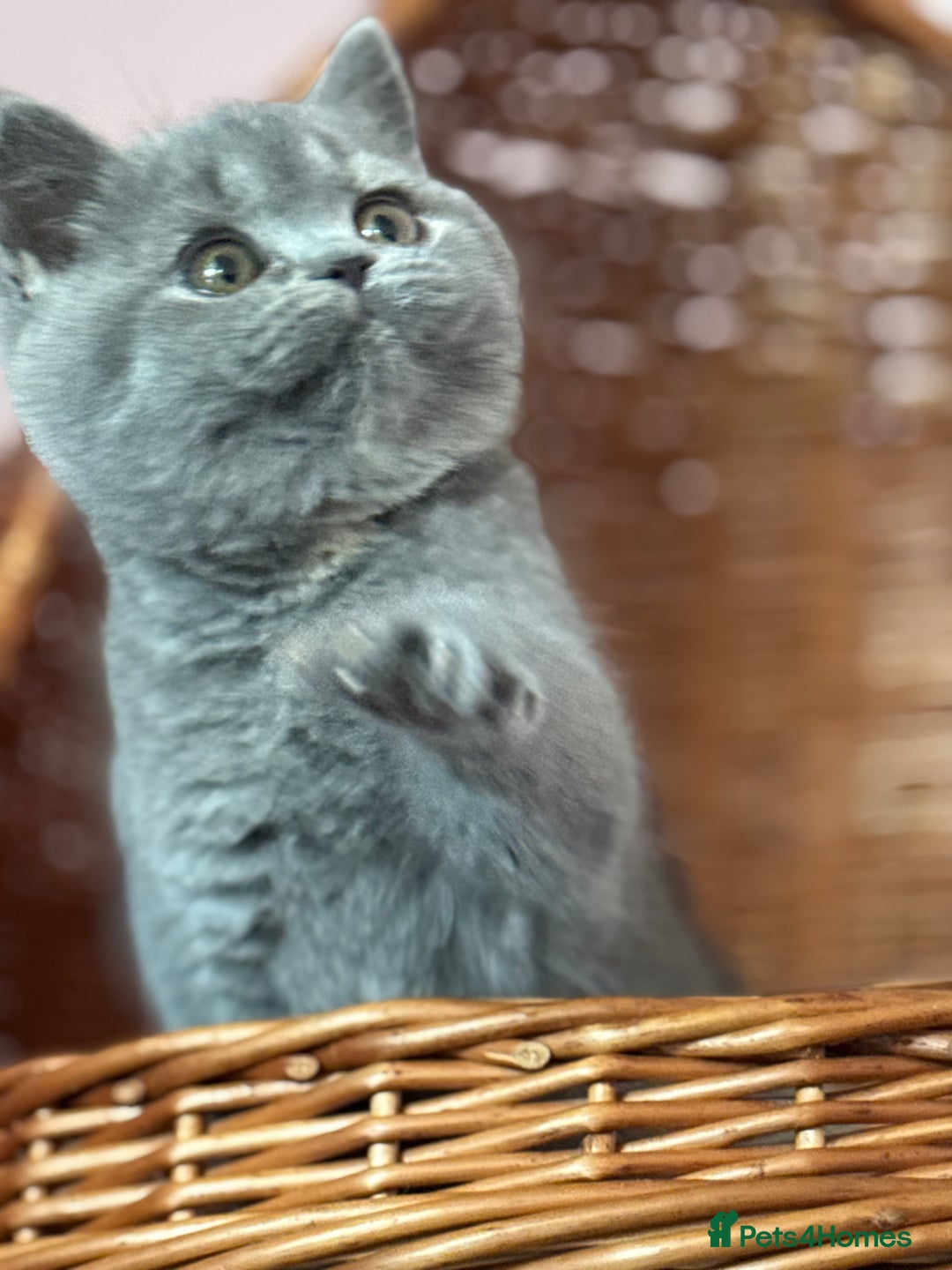 British Shorthair cats for sale: Blue tortie ready from Friday TICA can deliver  - Advert 2