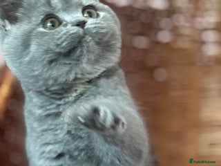 British Shorthair cats Blue tortie ready from Friday TICA can deliver - Advert 5