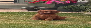 Cavapoo 3