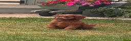 Cavapoo dogs for sale: F1 Cavapoo Puppies for sale  - Advert 10