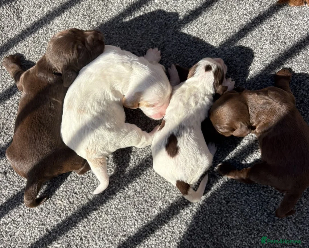 Cocker Spaniel dogs for sale: Cocker Spaniel Puppies - Advert 2