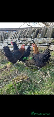Chickens poultry - Advert 14
