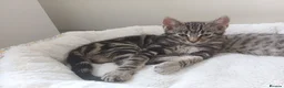 Mixed Breed cats for sale: Available Now! 2 Kittens tabby stripe tuxedo cats  - Advert 17