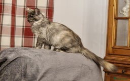 Maine Coon cats for sale: Gorgeous maine coon babies - Image 14