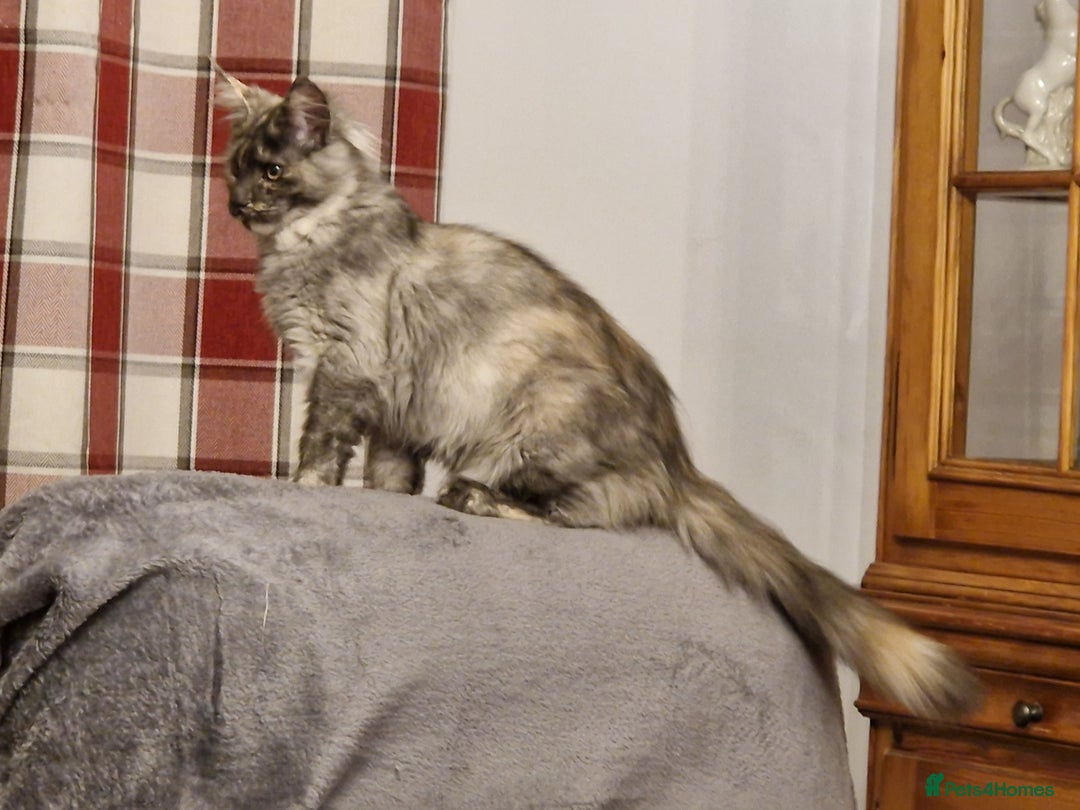 Maine Coon cats for sale: Gorgeous maine coon babies - Image 14