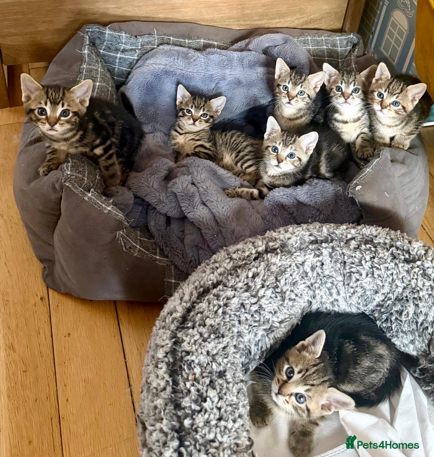 Mixed Breed cats Beautiful kittens available  - Advert 2