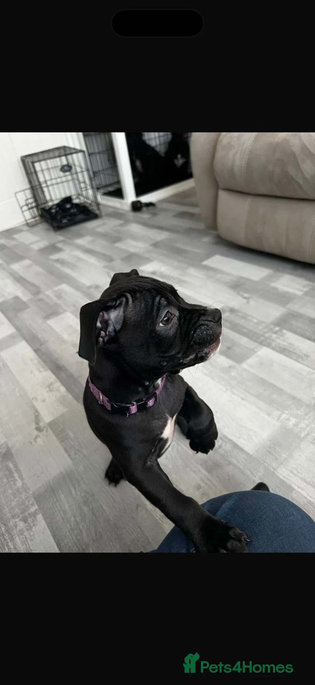 Staffordshire Bull Terrier dogs for sale: Re homing our beautiful staffy - Advert 4