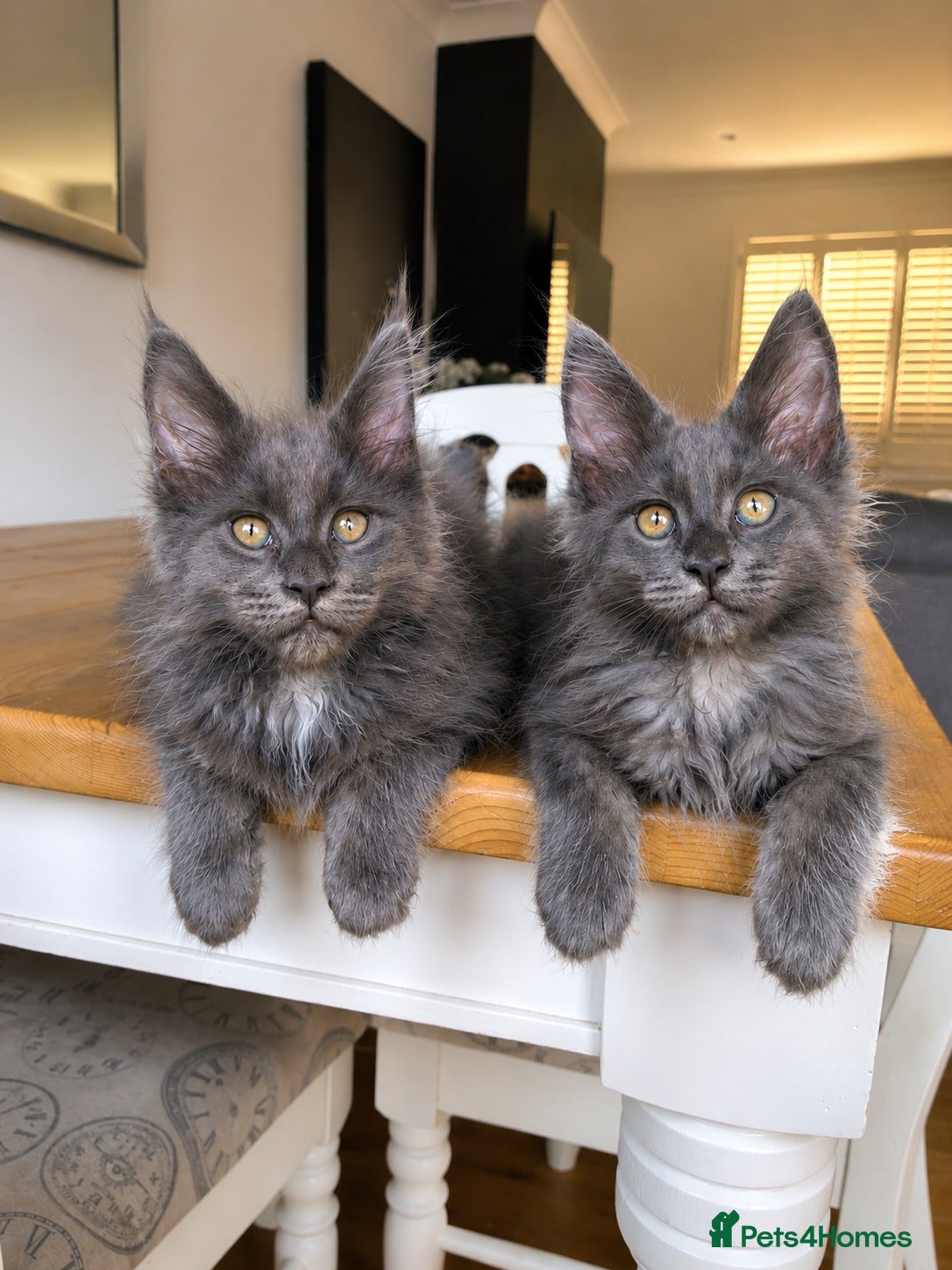 Maine Coon cats     Stunning Blue Smoke Maine Coon Kittens | TICA - Advert 2