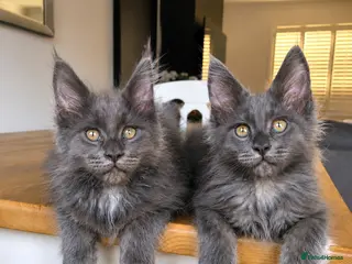 Maine Coon cats Stunning Blue Smoke Maine Coon Kittens | TICA - Advert 2