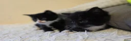 Mixed Breed cats for sale: Little cat 40 £  - Advert 5