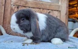 Mini Lop rabbits for sale:  blue split mini lop buck and  baby mini lop boys  - Image 2