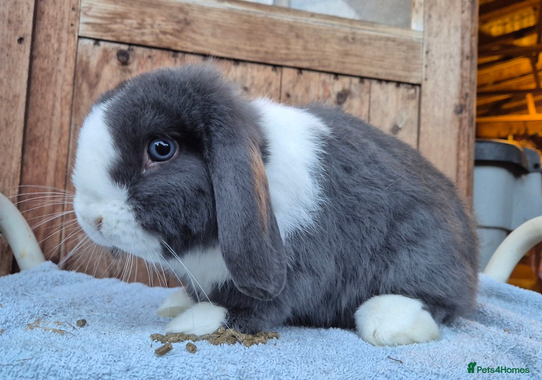 Mini Lop rabbits for sale:  blue split mini lop buck and  baby mini lop boys  - Image 2