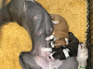 Italian Greyhound dogs Gorgeous Italian greyhound puppies - Advert 2