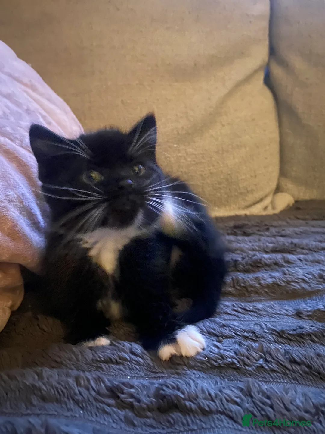 Mixed Breed cats for sale: Male black and white kitten  - Advert 14