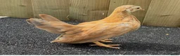 Chickens poultry for sale: Serama pairs & trios - Advert 1