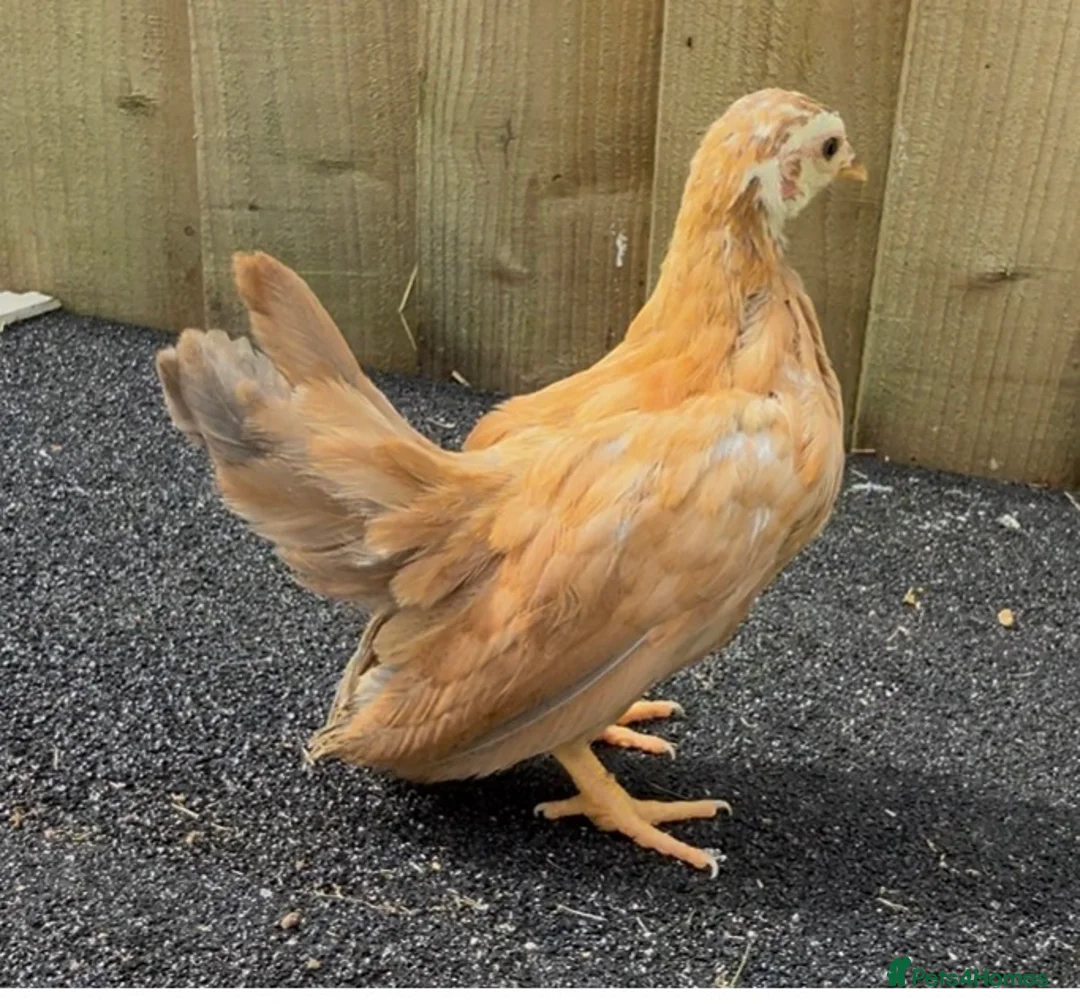 Chickens poultry for sale: Serama pairs & trios - Advert 1