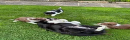 Border Collie dogs for sale: Gorgeous Litter of border collie puppy’s  - Advert 30