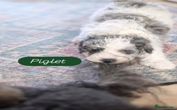 Poochon dogs for sale: Poochon pups stunning Rare colours - Image 11