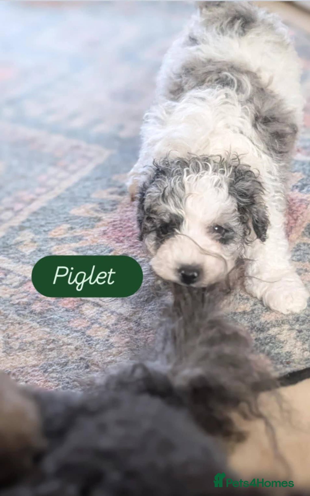 Poochon dogs for sale: Poochon pups stunning Rare colours - Image 11