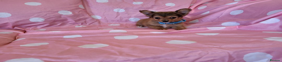 Chorkie Puppy 1