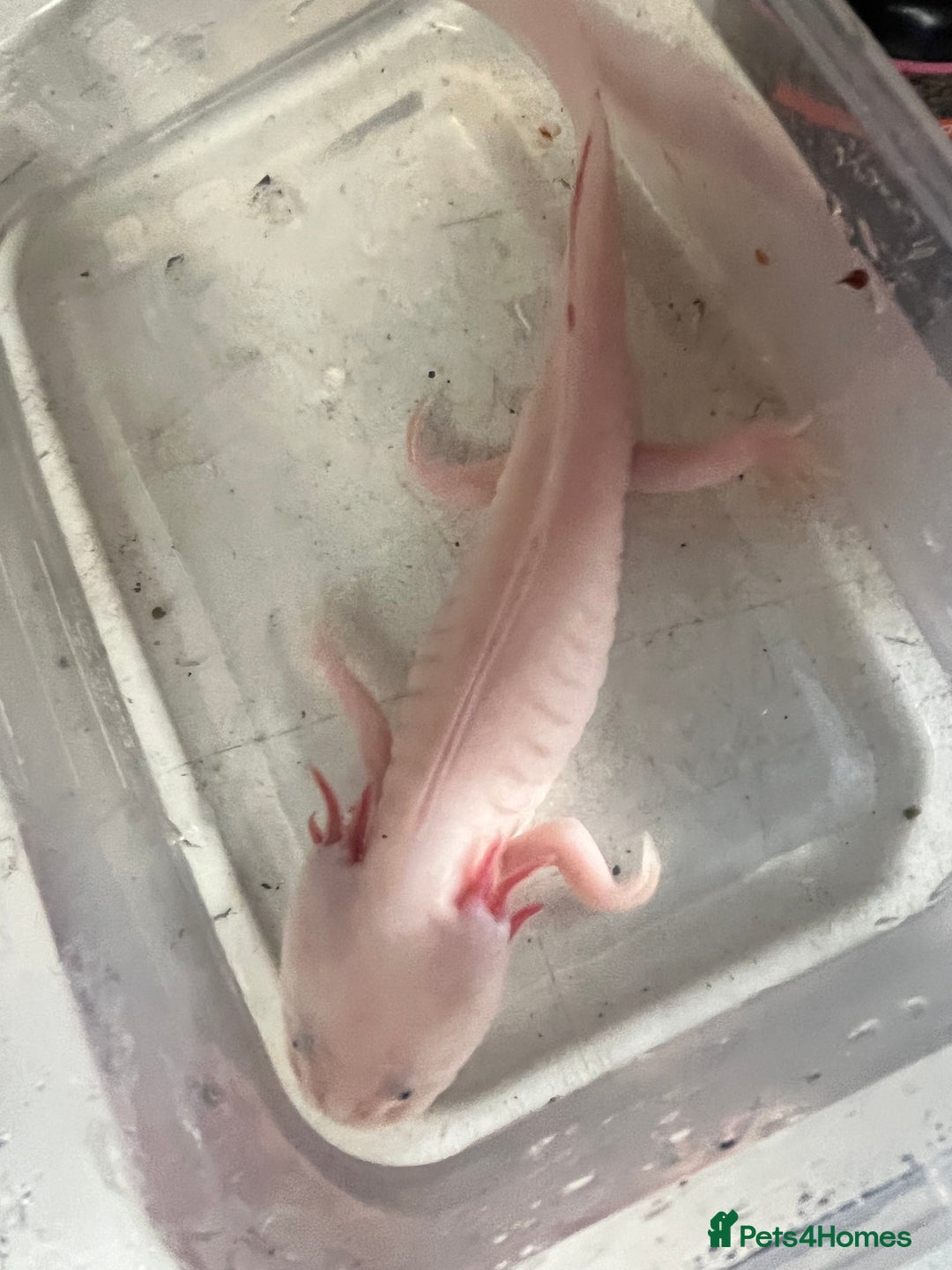 Axolotl reptiles for sale: Baby axolotl for sale - Image 4