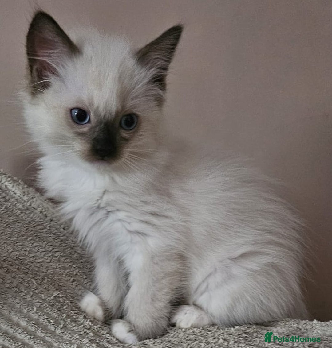 Ragdoll cats for sale: GCCF registered stunning healthy kittens - Image 9