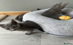 Russian Blue cats for sale: GCCF RUSSIAN BLUE KITTENS  💙🩷🐾 in Manchester - Image 19