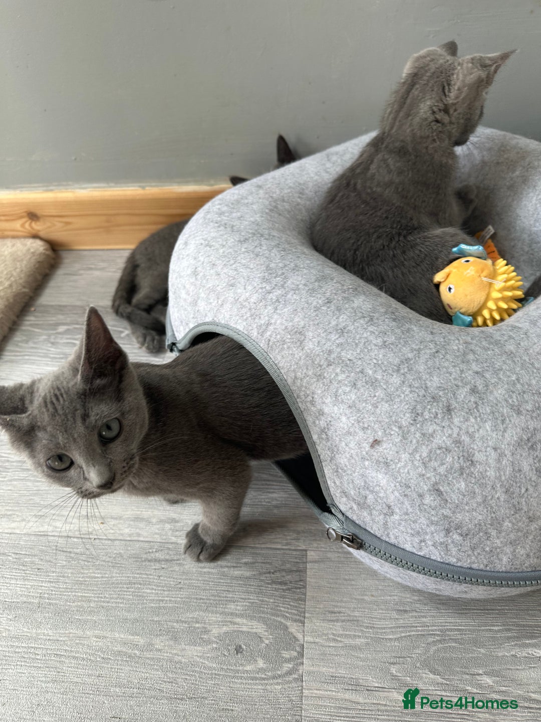Russian Blue cats for sale: GCCF RUSSIAN BLUE KITTENS  💙🩷🐾 in Manchester - Image 19