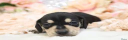 Miniature Dachshund dogs for sale: KC Miniature Dachshund Puppies - Advert 30