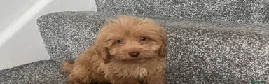 Cockapoo 5