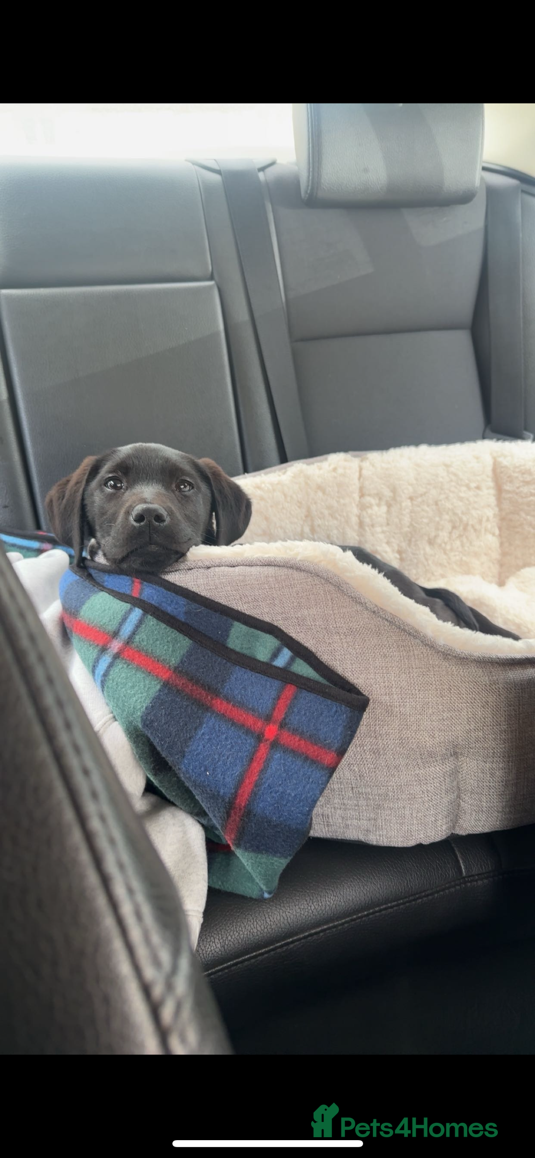 Labrador Retriever dogs for stud: K.C. Black Labrador for Stud! - Advert 6