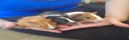 Guinea Pig rodents for sale: Baby Guinea pigs  ready now  - Advert 10