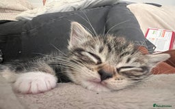 Domestic Shorthair cats for sale: 5 beautiful kittens for sale  - Image 10